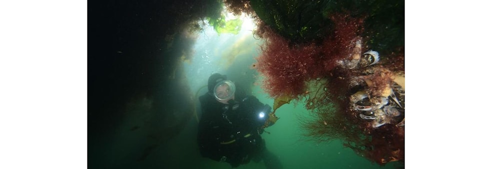 Januardykk i den nye marine nyttehagen